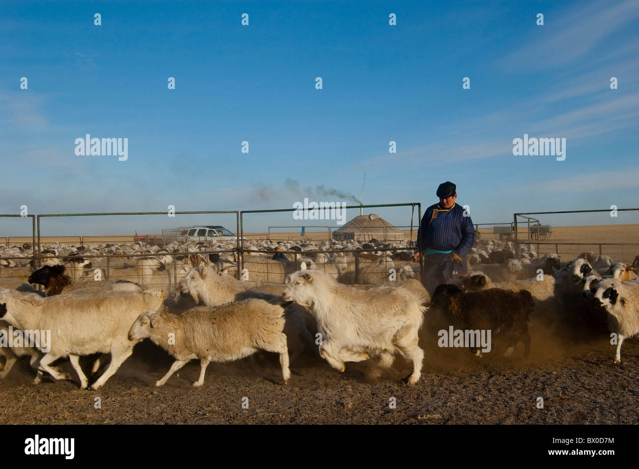 Barag Mongolian man with a flock of sheep, Old Barag Banner, Hulunbuir