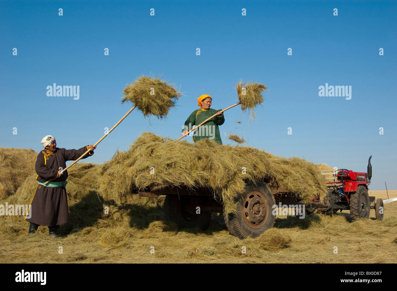Barag Mongolian women loading hay on the truck, Old Barag Banner