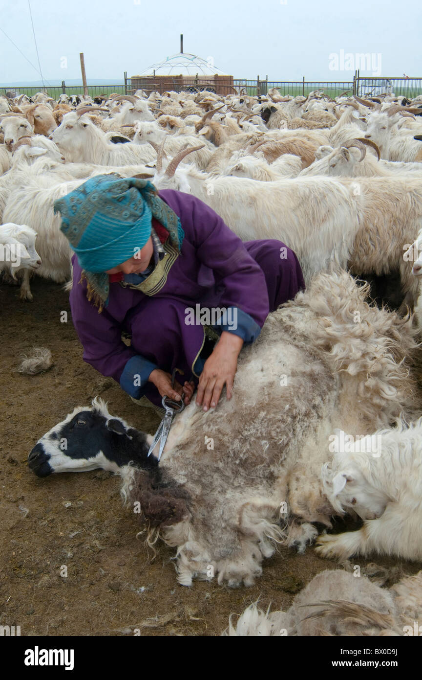 Barag Mongolian woman shearing the sheep, Old Barag Banner, Hulunbuir