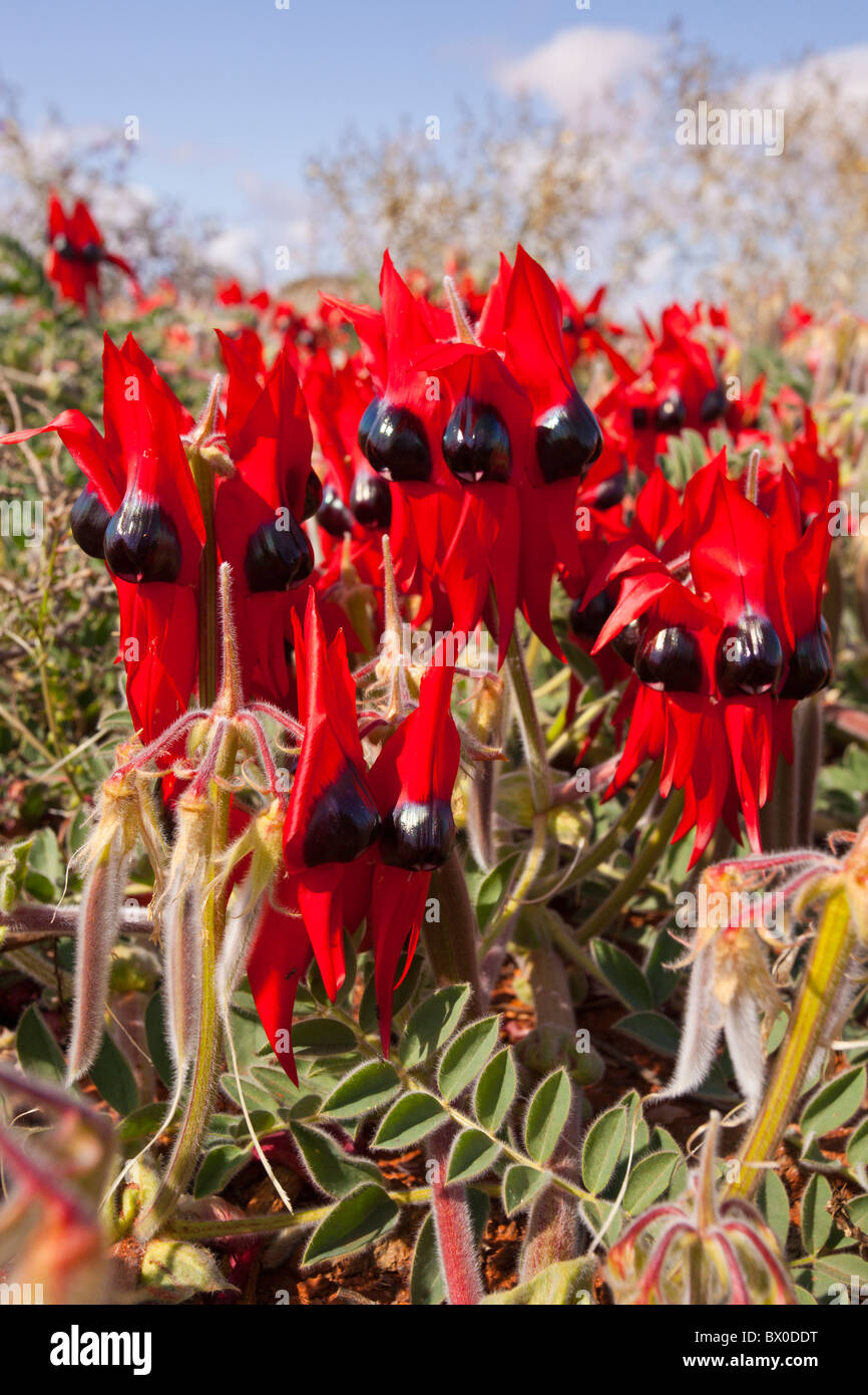 Sturt's Desert Pea near Mutawintji National Park, Broken Hill Stock Photo