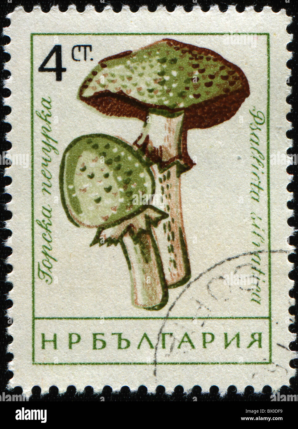 A stamp printed in Bulgaria shows Agaricus Blazei Murill Mushroom, Almond mushroom, or himematsutake - Psalliota silvaticus, Stock Photo