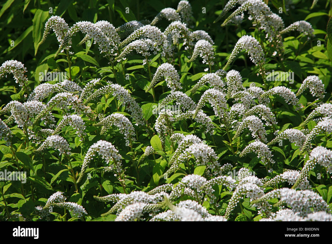 The summer display of Lysimachia clethroides in Knoll Gardens in Wimborne, Dorset, England, UK Stock Photo