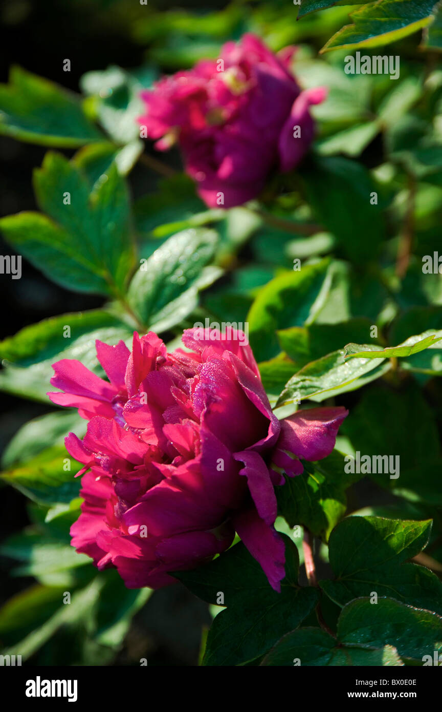 Blooming peony, Nanyuan Park, Taicang, Jiangsu Province, China Stock Photo