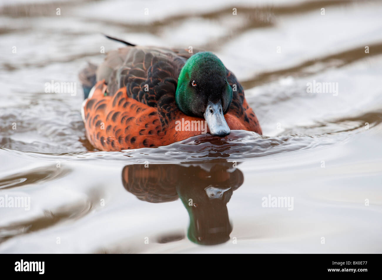 Chestnut-breasted Teal (Anas castanea), male Stock Photo