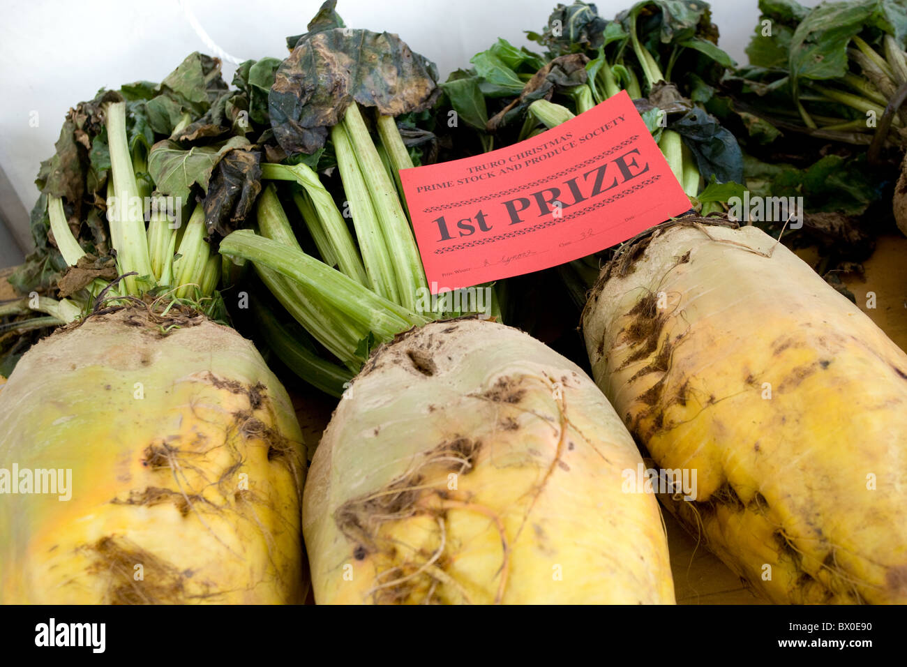 Fodder beet cattle hires stock photography and images Alamy