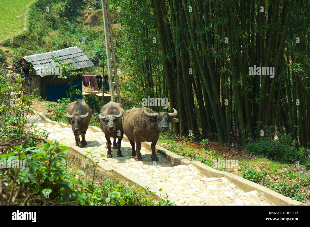 Water buffalos walking on paved path, Longsheng Various Nationalities Autonomous County, Guilin, Guangxi Province, China Stock Photo