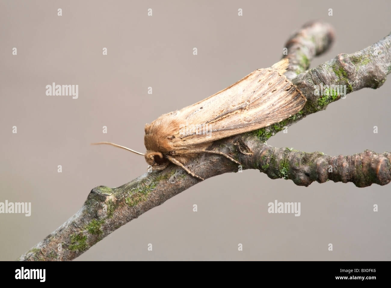 Bulrush Wainscoat Nonagria typhae adult moth a rest on a twig Stock Photo