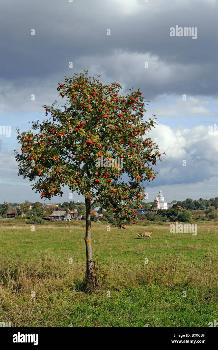 Lonely mountain ash tree on meadow and medieval Russian town Suzdal on ...