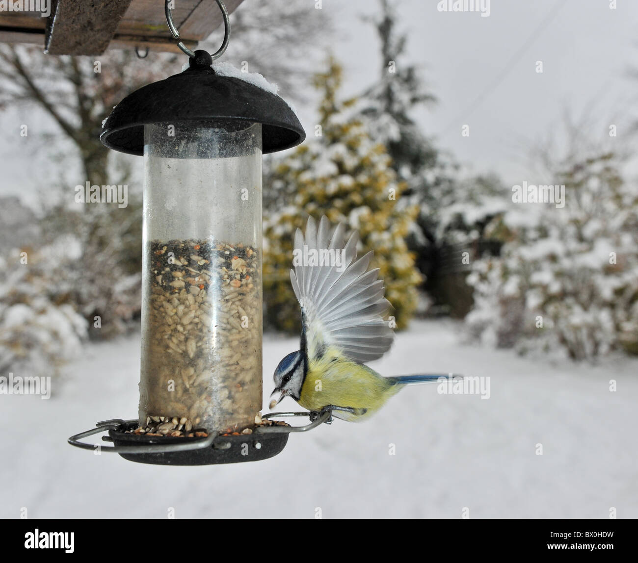 Blue Tit Bird Wblue Titith Open Wings Feeds From A Garden Feeder