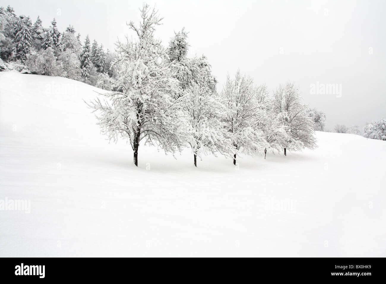 Tree trees plant hi-res stock photography and images - Alamy