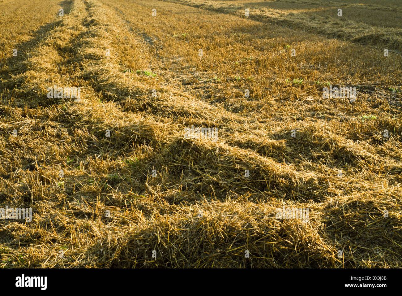 Straw and stubble in a field, England, UK Stock Photo
