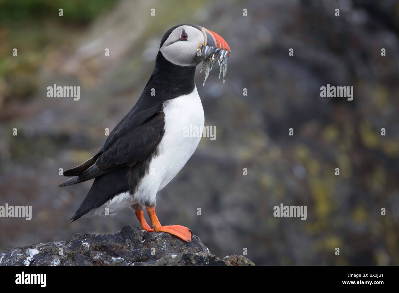 Puffin with a mouth full of sandeels Stock Photo