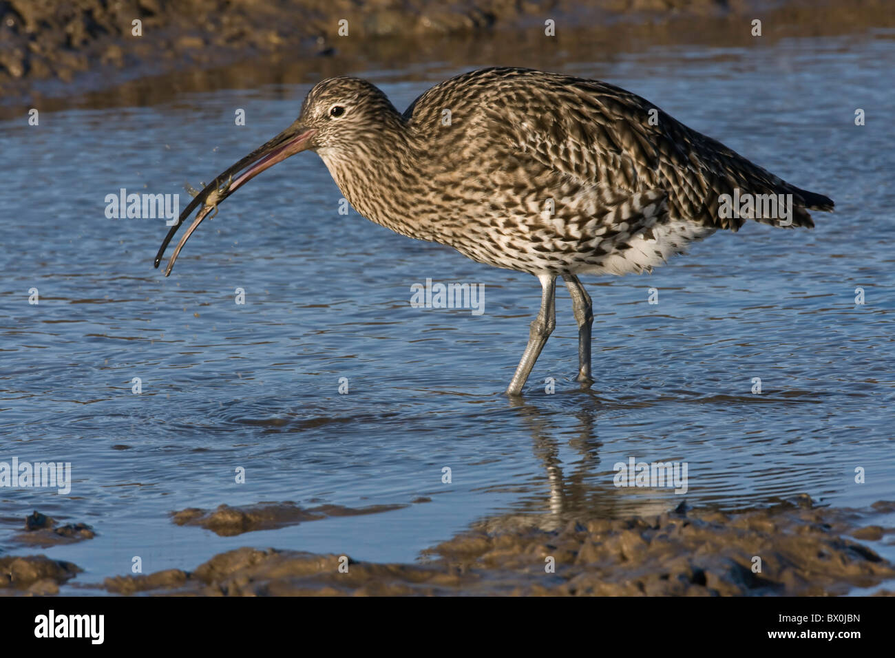Curlew eating a crab in a harbour stream Stock Photo