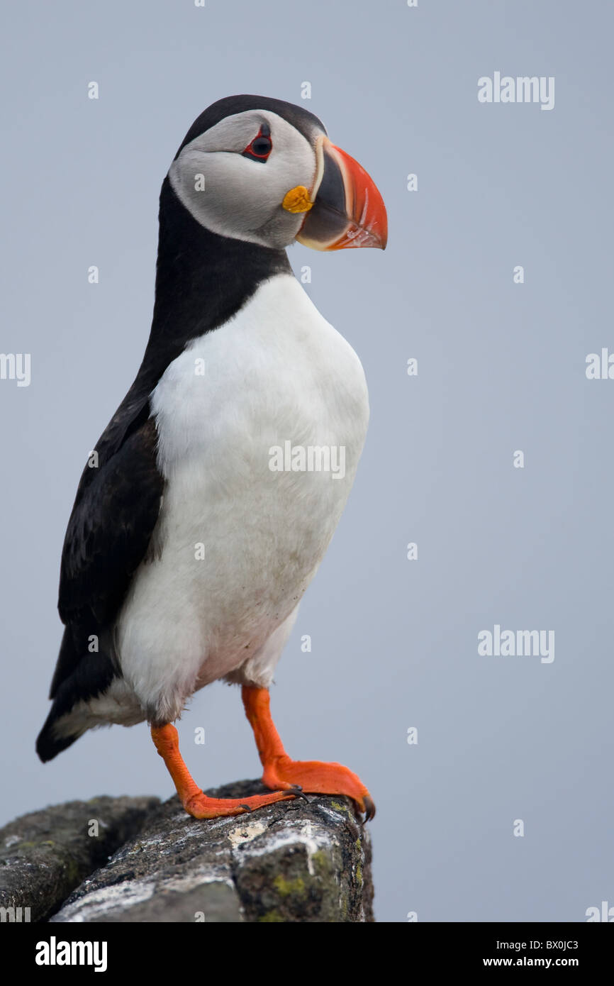 Puffin on a cliff edge against clear blue sky, Stock Photo