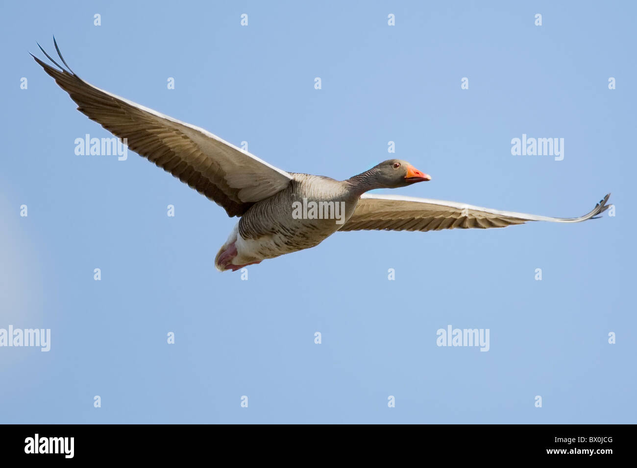 Greylag goose in flight against clear blue sky Stock Photo