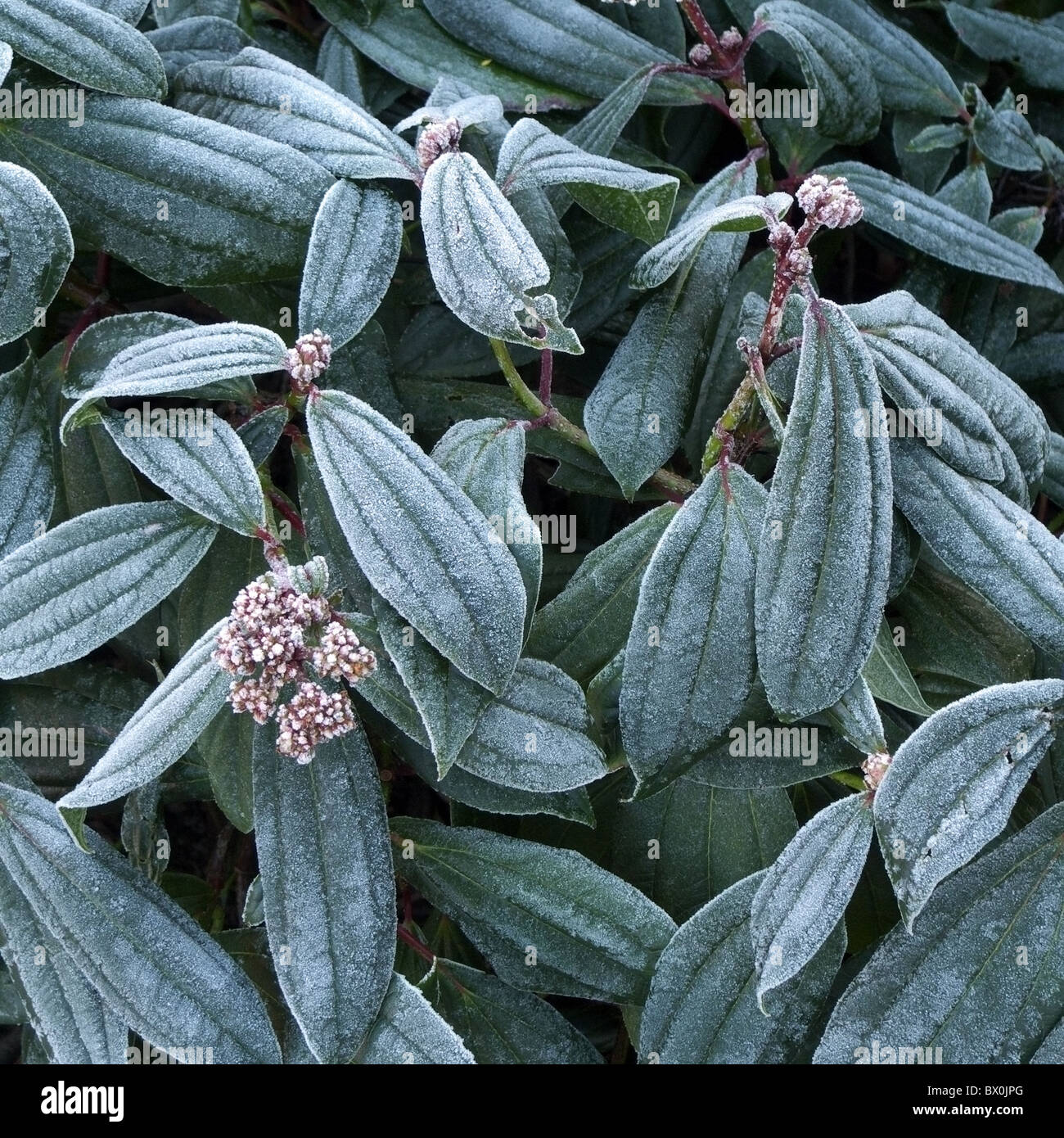 Viburnum davidii Shrub in Frosty Conditions Stock Photo Alamy
