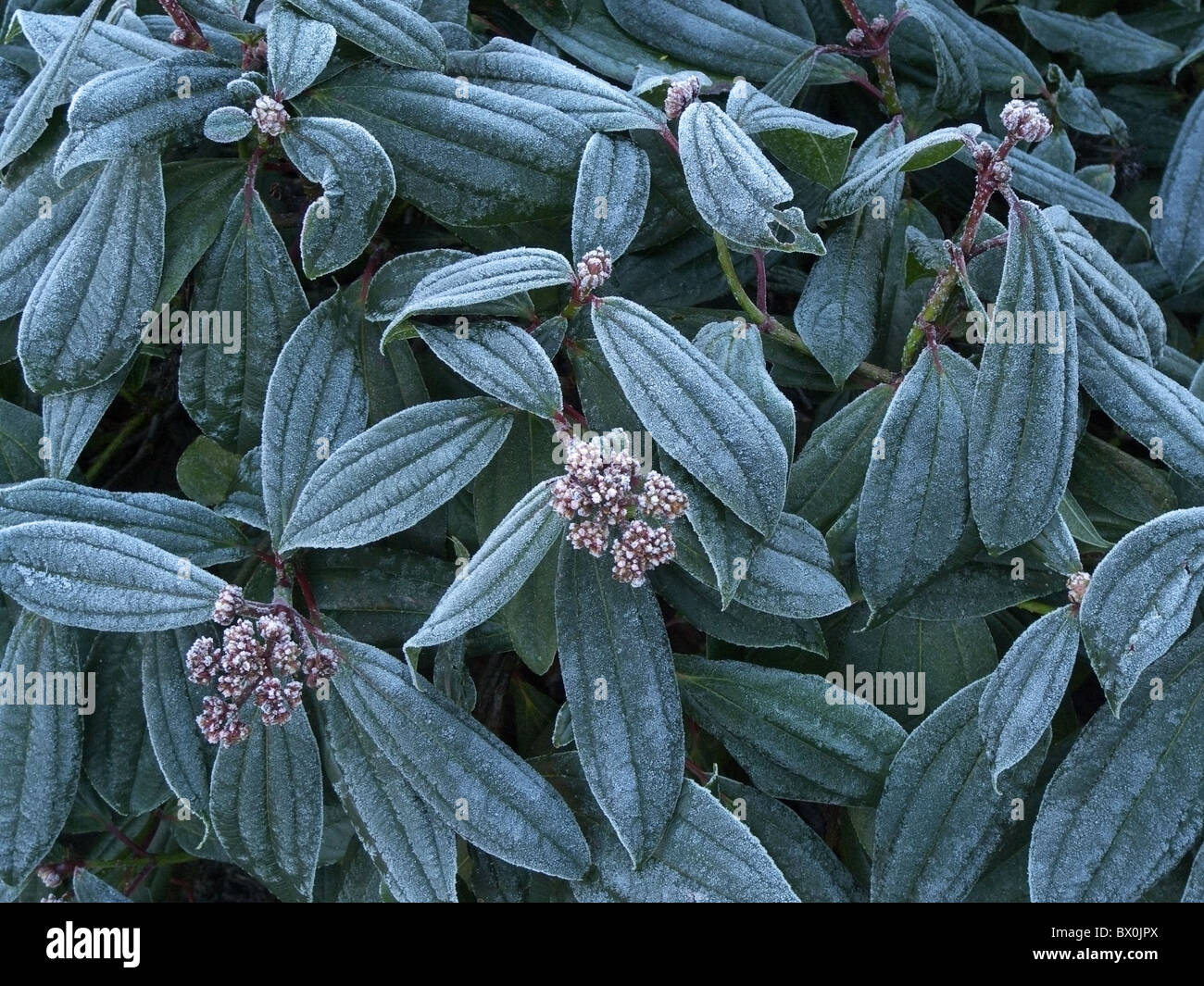 Viburnum davidii hires stock photography and images Alamy