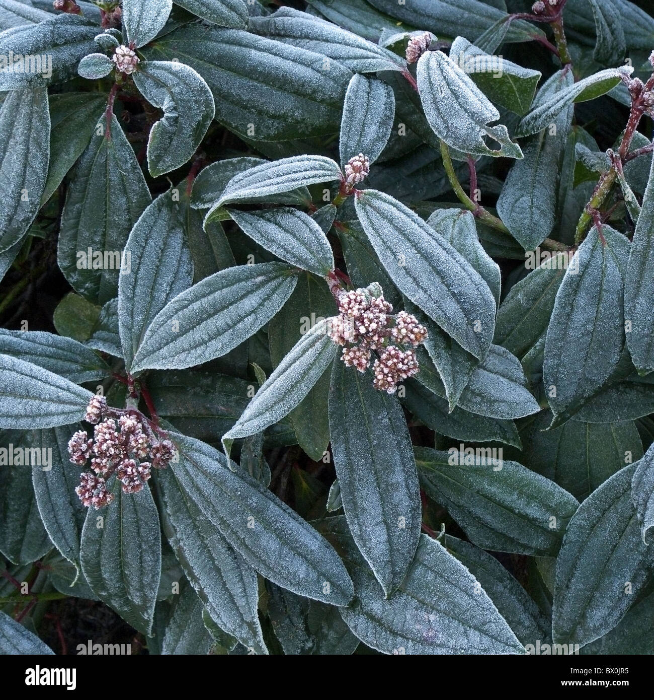 Specimen shrub hires stock photography and images Alamy