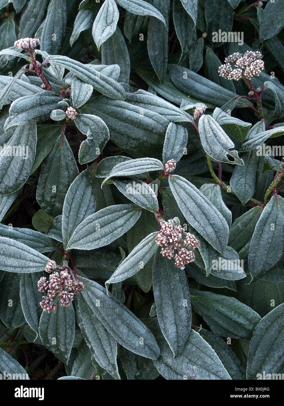 Viburnum davidii hires stock photography and images Alamy
