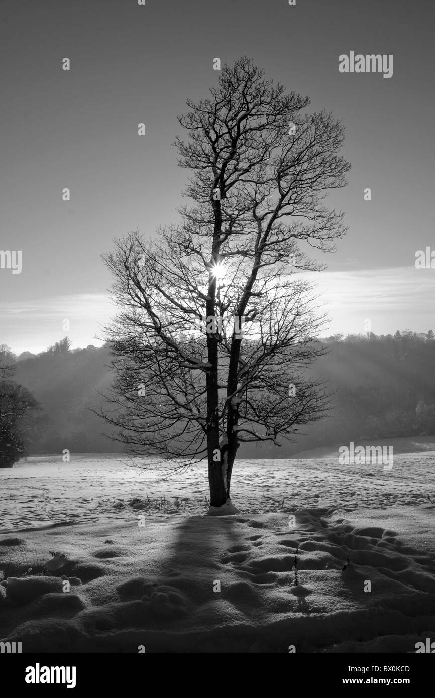 trees in snow Stock Photo - Alamy