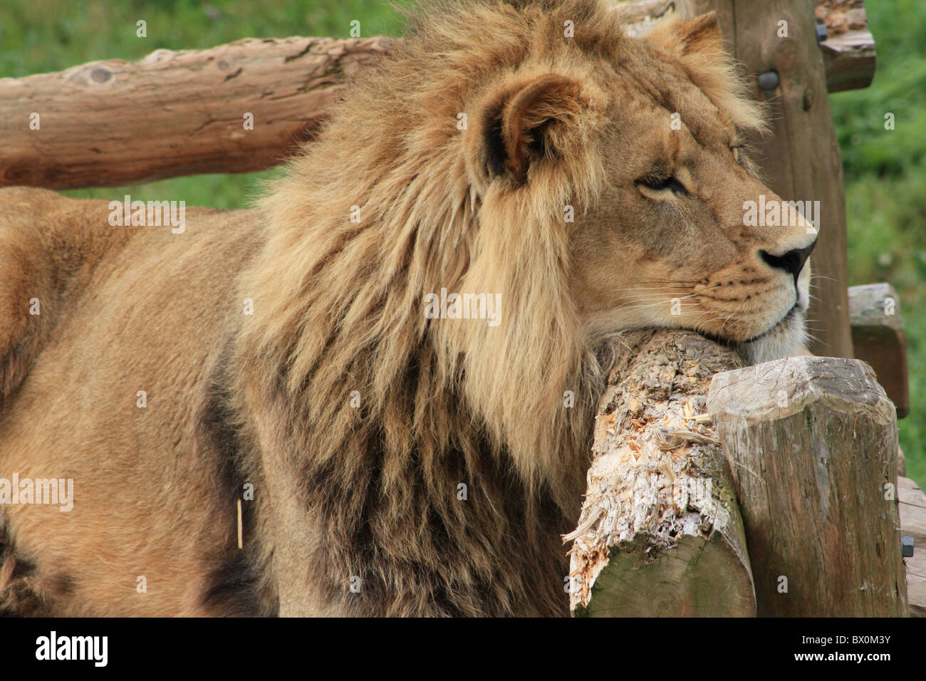 Nice Lion Stock Photo