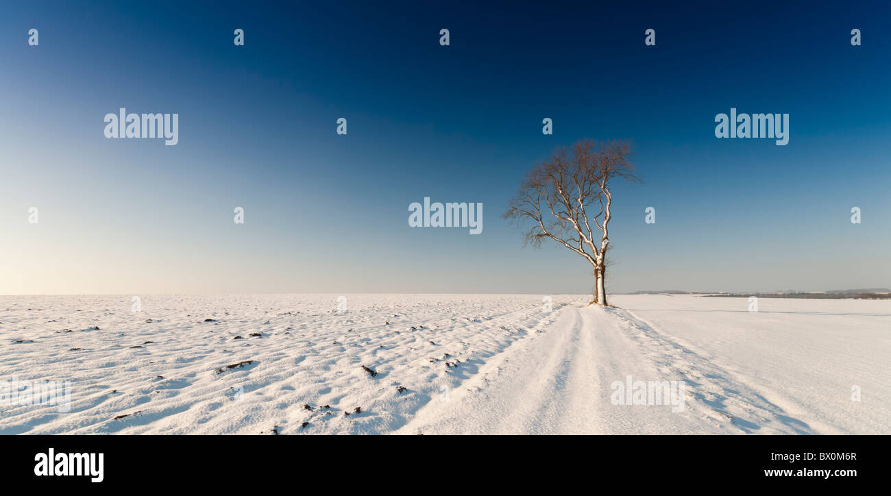 Lone tree amid snow drifts in the Yorkshire Wolds Stock Photo