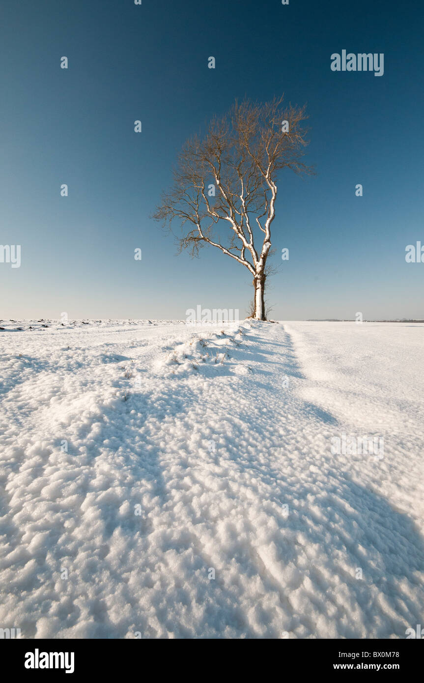 Lone tree amid snow drifts in the Yorkshire Wolds Stock Photo