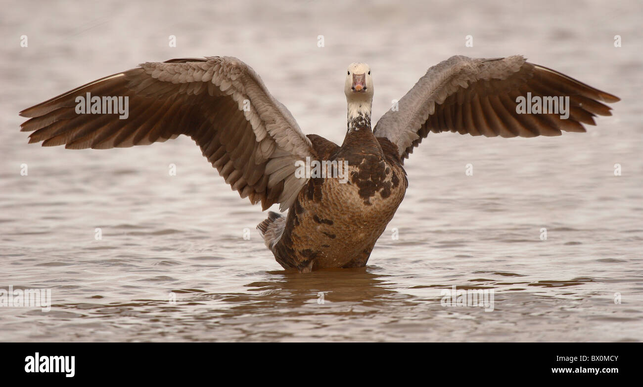 A Snow Goose stretching out wings. Stock Photo