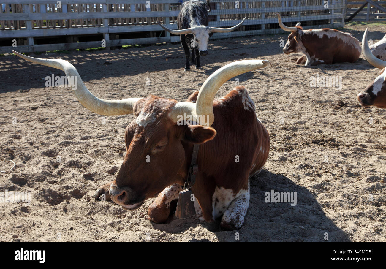 Longhorn cattle, Forth Worth Stockyards, Texas Stock Photo
