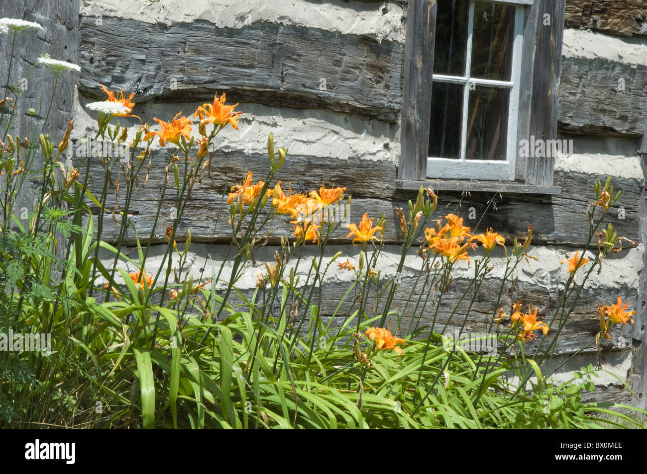 Day Lily Orange Flowers Against The Wood Of A Rustic Log Cabin In