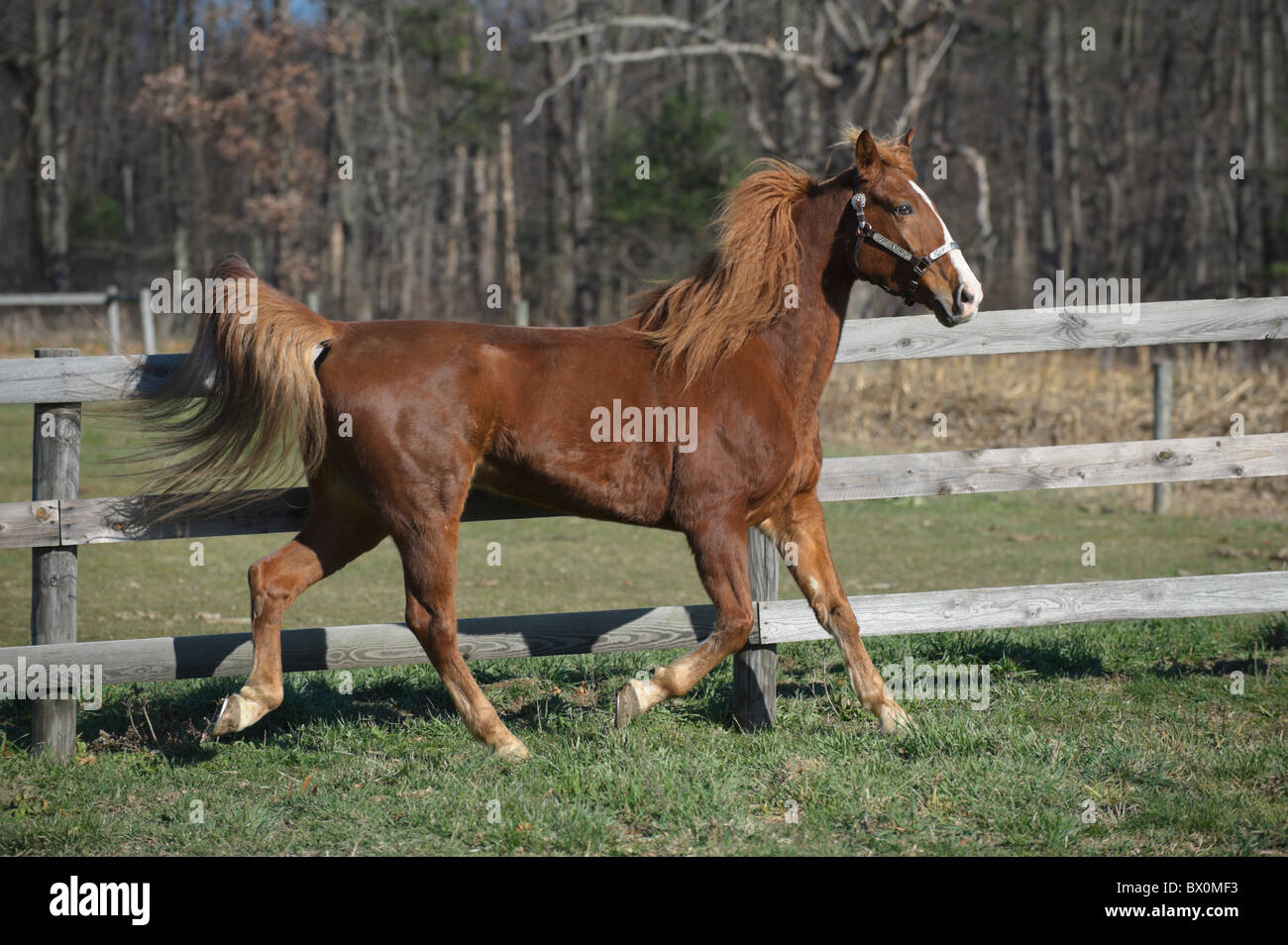 Horse in motion running along a weathered fence line, red sorrel Tennessee Walker in winter coat. Stock Photo
