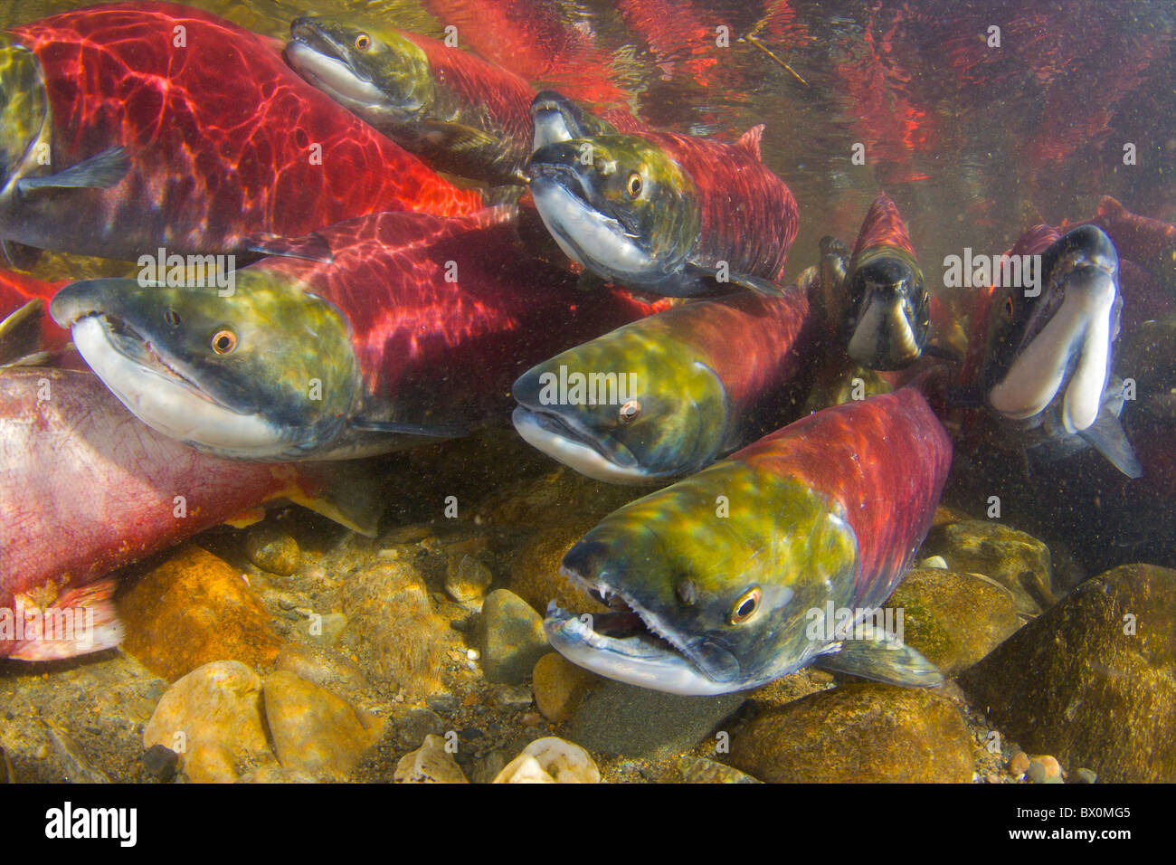 2010 Record setting Sockeye Salmon run fro the Pacific to Adams River British Columbia spawning. Stock Photo