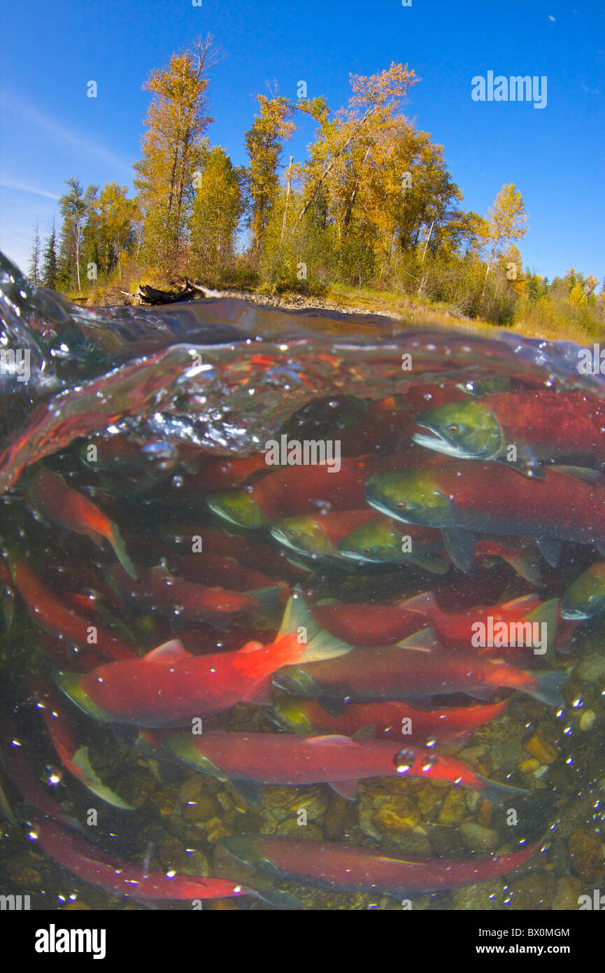 2010 Record setting Sockeye Salmon run fro the Pacific to Adams River British Columbia spawning. Stock Photo