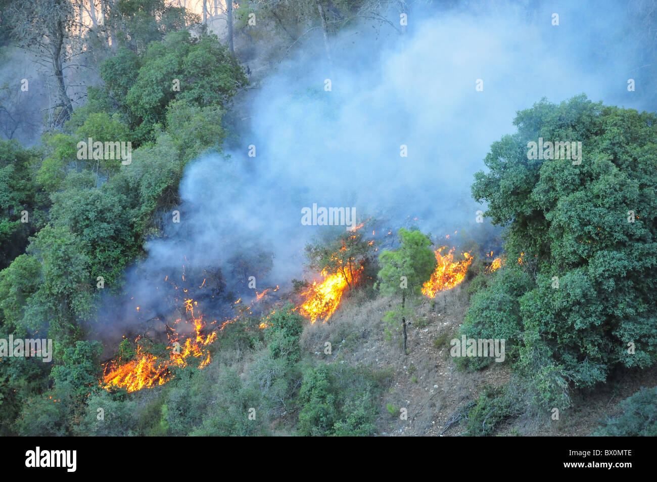 Huge forest fire rages on the Carmel Mountain South of Haifa Israel. Stock Photo