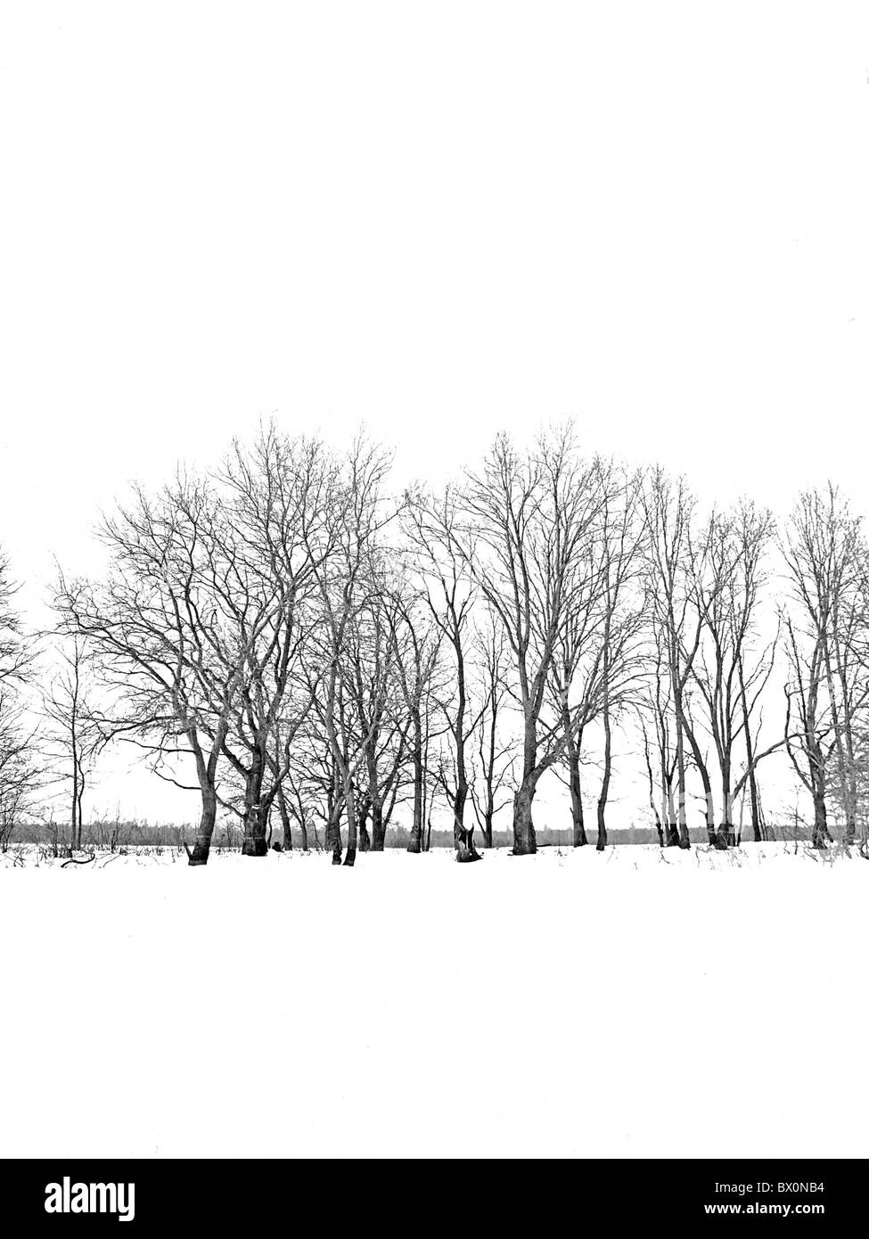 oak wood on white background Stock Photo - Alamy