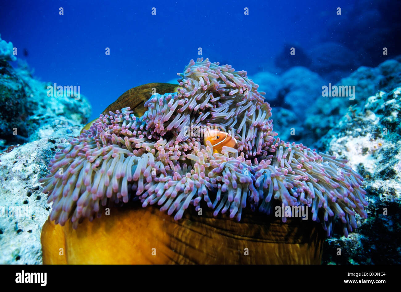 Clownfish hiding and peeking out of a magnificent sea anemone, Noumea Lagoon, New Caledonia. Stock Photo
