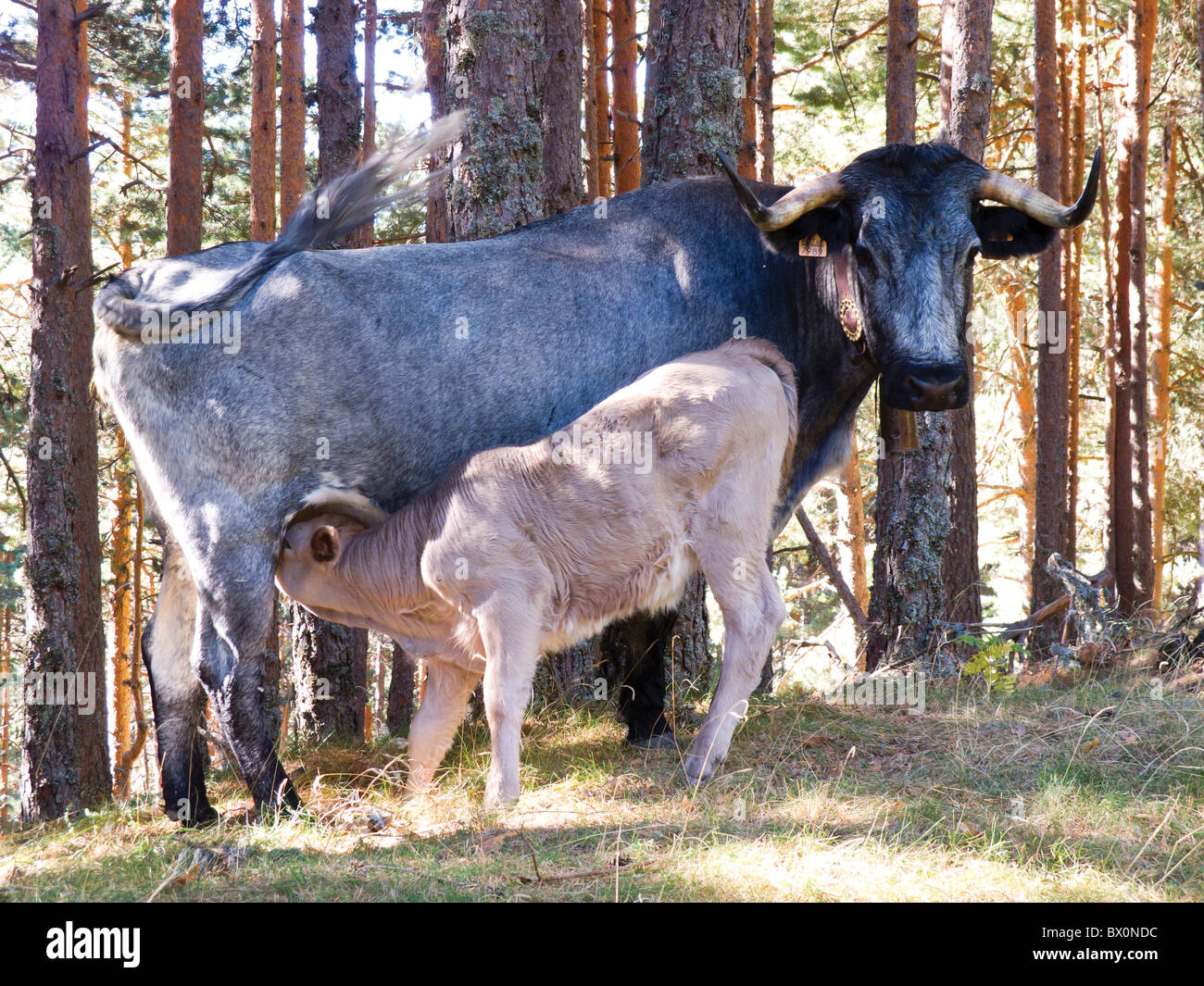 Mother and Calf in Spanish Mountains Stock Photo Alamy