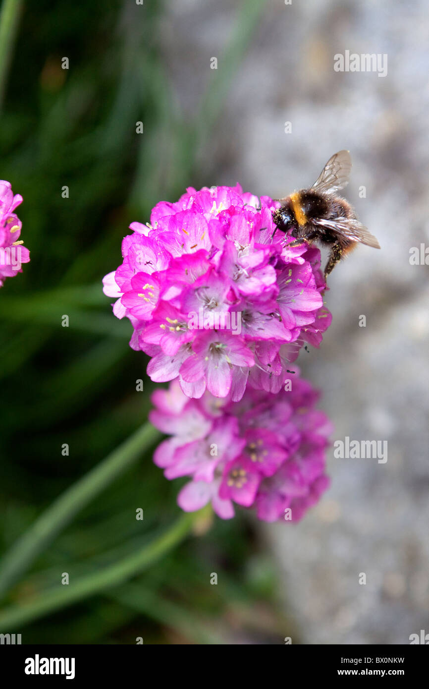 BUMBLE BEE;POLLEN;FLOWER;SEA PINK;BLOOM;CLOSEUP Stock Photo