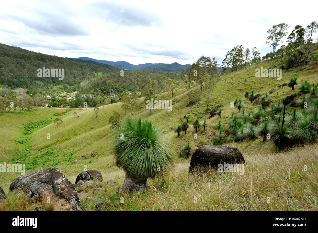 Grass Trees at Rocky River NSW Australia Stock Photo