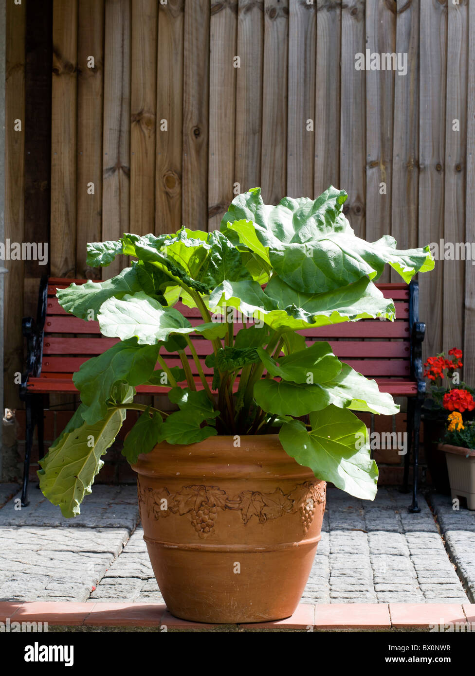 Growing rhubarb discount in pots