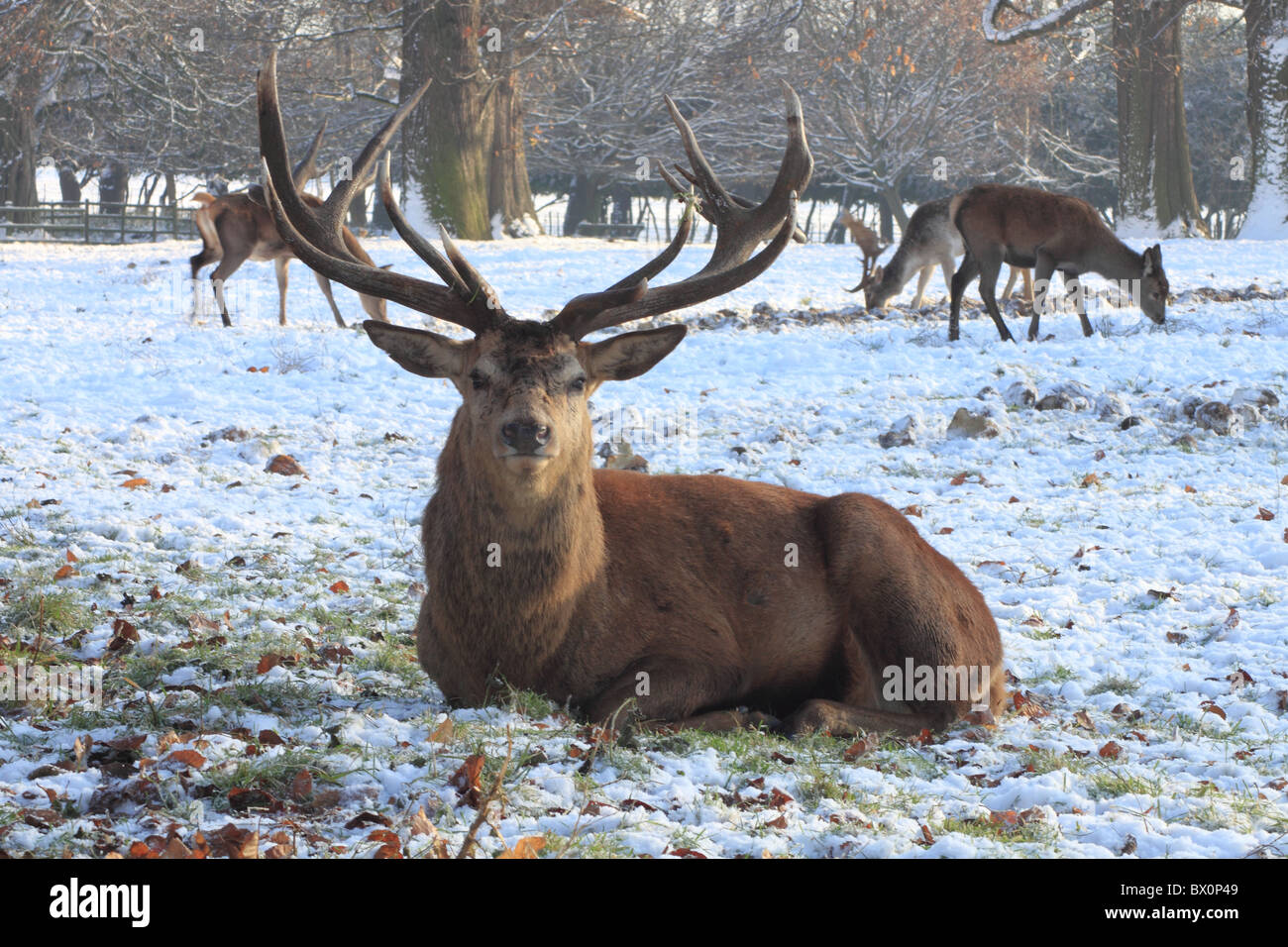 Stag dear hi-res stock photography and images - Alamy