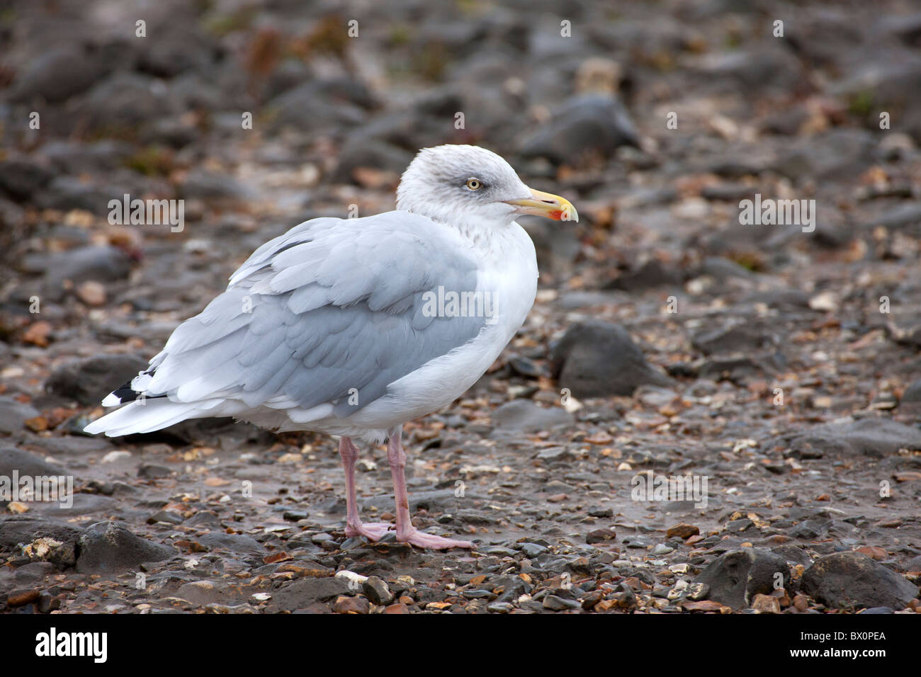 Herring Gull Larus argentatus adult in non-breeding plumage standing on shore Stock Photo