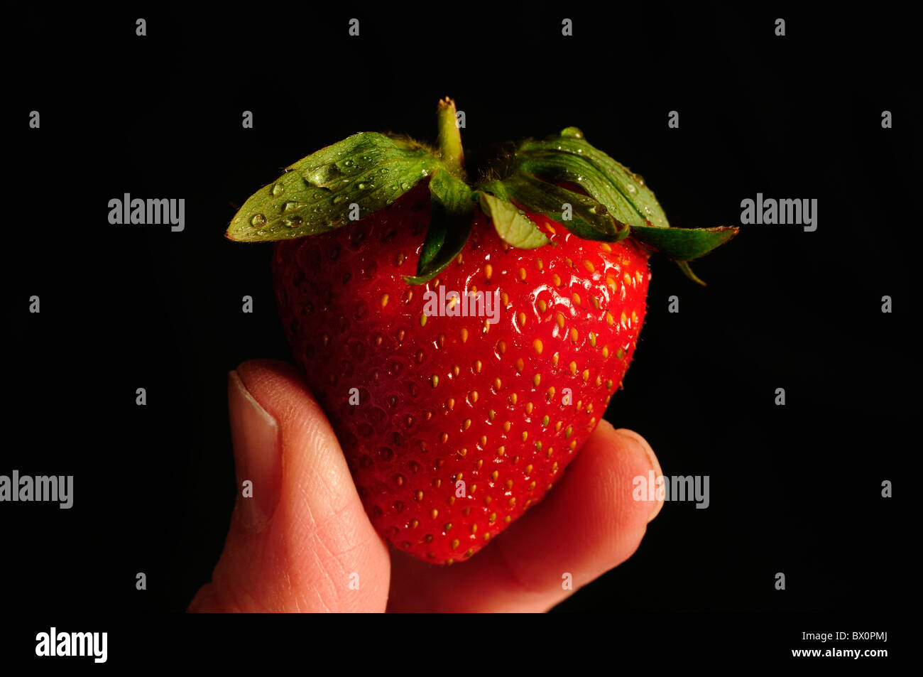Single strawberry being held between two fingers with water drops Stock Photo