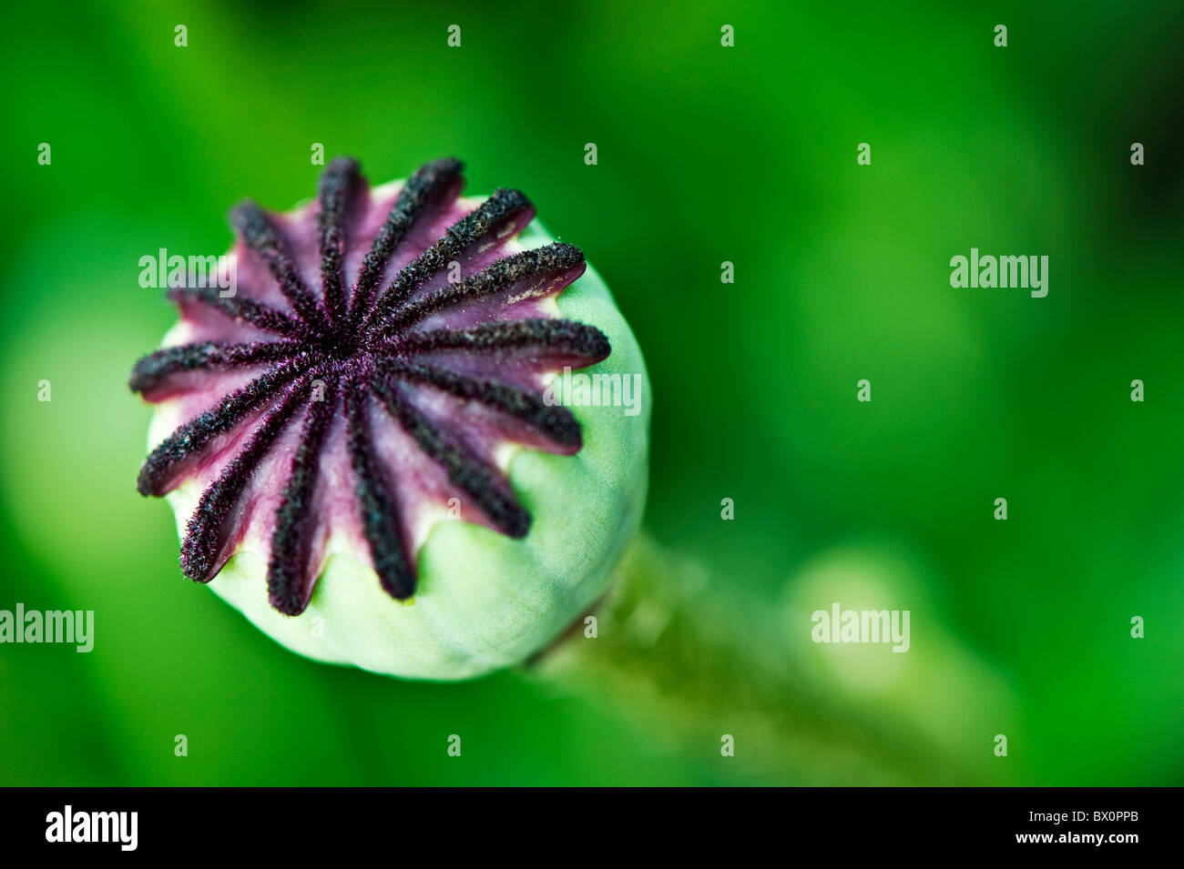 Oriental Poppy Seed Head High Resolution Stock Photography and Images Alamy