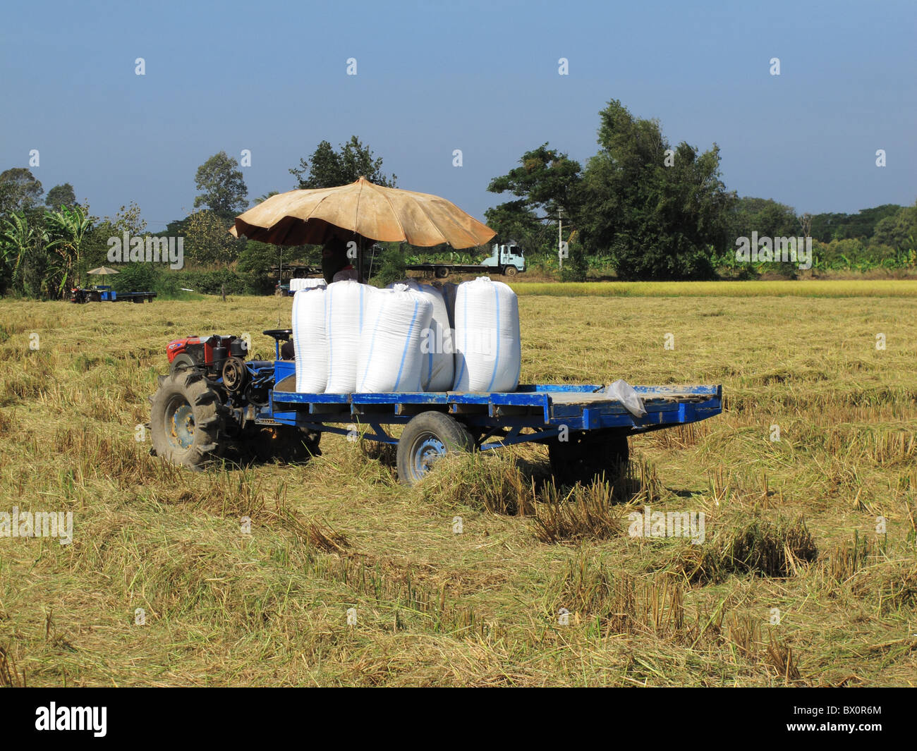 Local motorized cart is used to carry harvested and packed paddies before delivering to a rice mill. Stock Photo