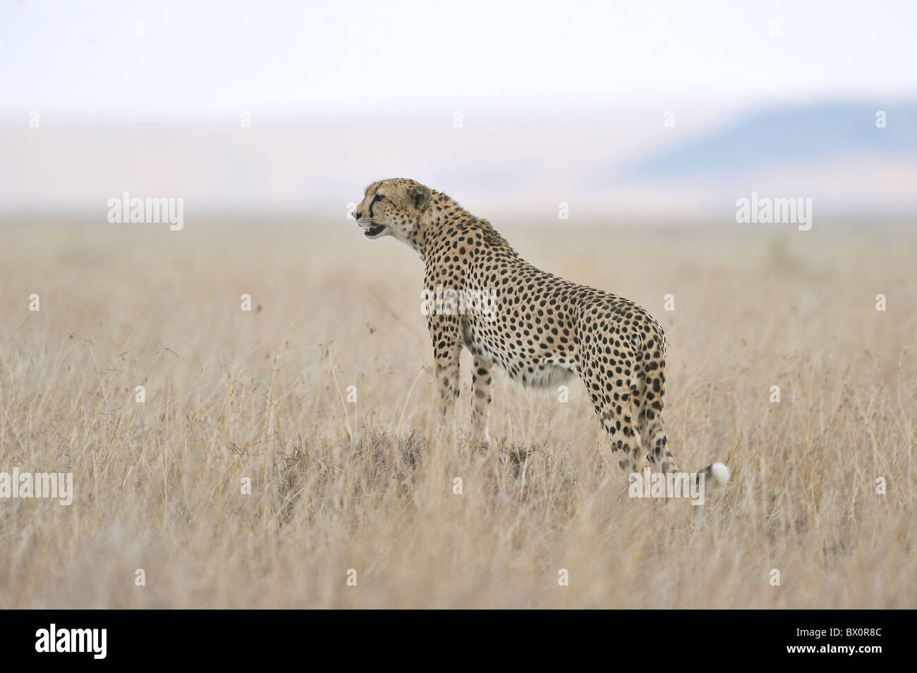 Cheetah (Acinonyx jubatus) one of the 'Three brothers' looking for prey in the surroundings - Maasai Mara - Kenya Stock Photo
