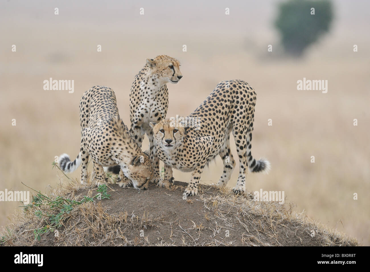 Cheetah (Acinonyx jubatus) The 'Three brothers' standing on a termite mound - Maasai Mara - Kenya Stock Photo