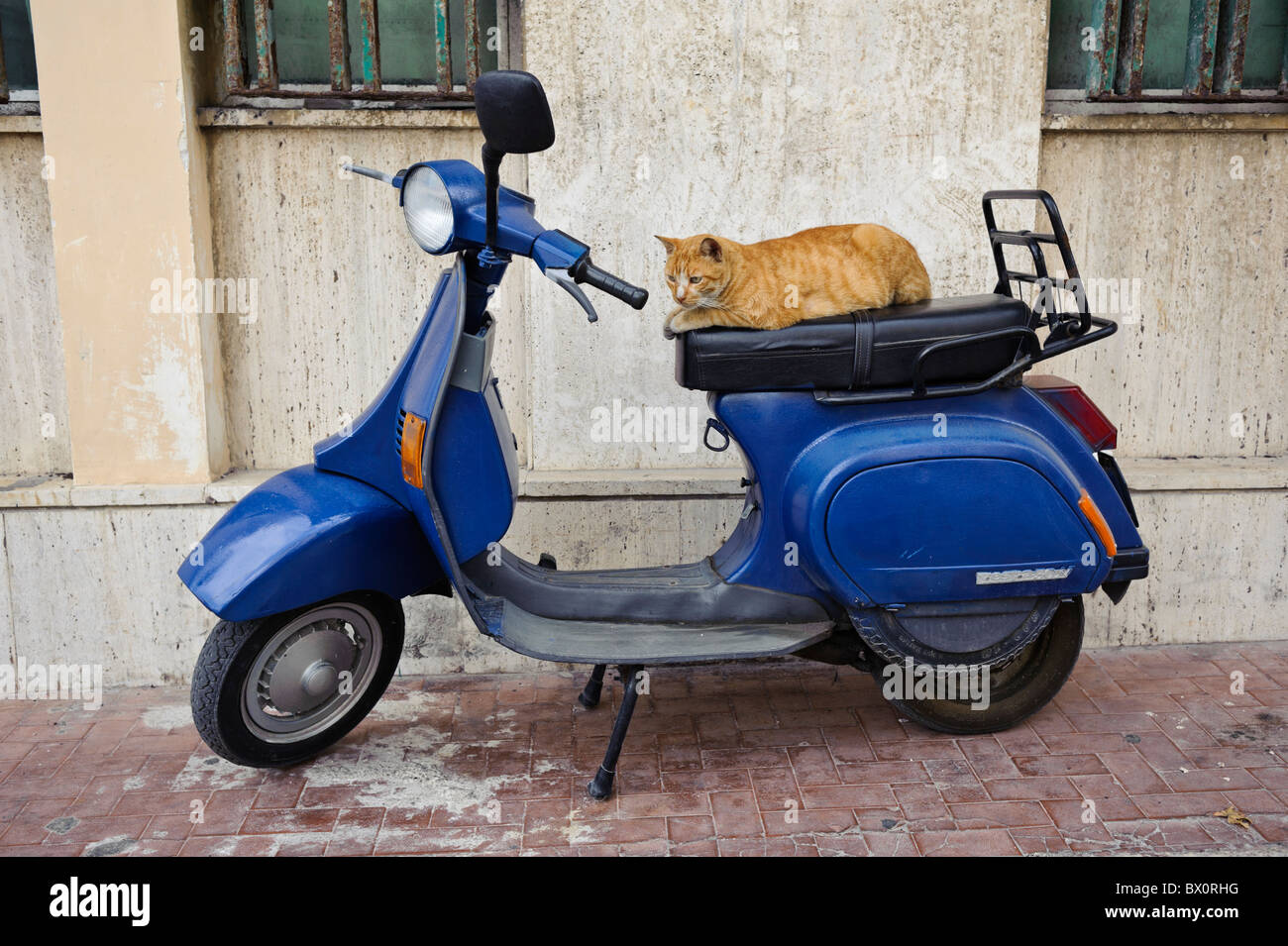 Orange cat on blue Vespa scooter, Gallipoli, Puglia Stock Photo