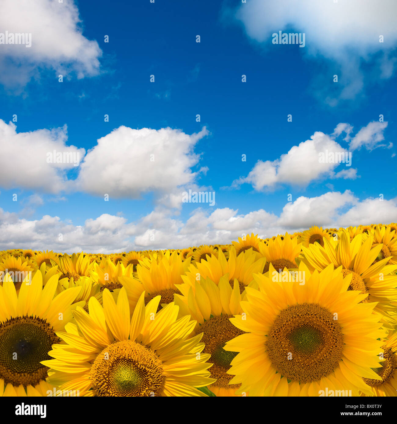 Field of yellow sunflower and blue sky Stock Photo - Alamy