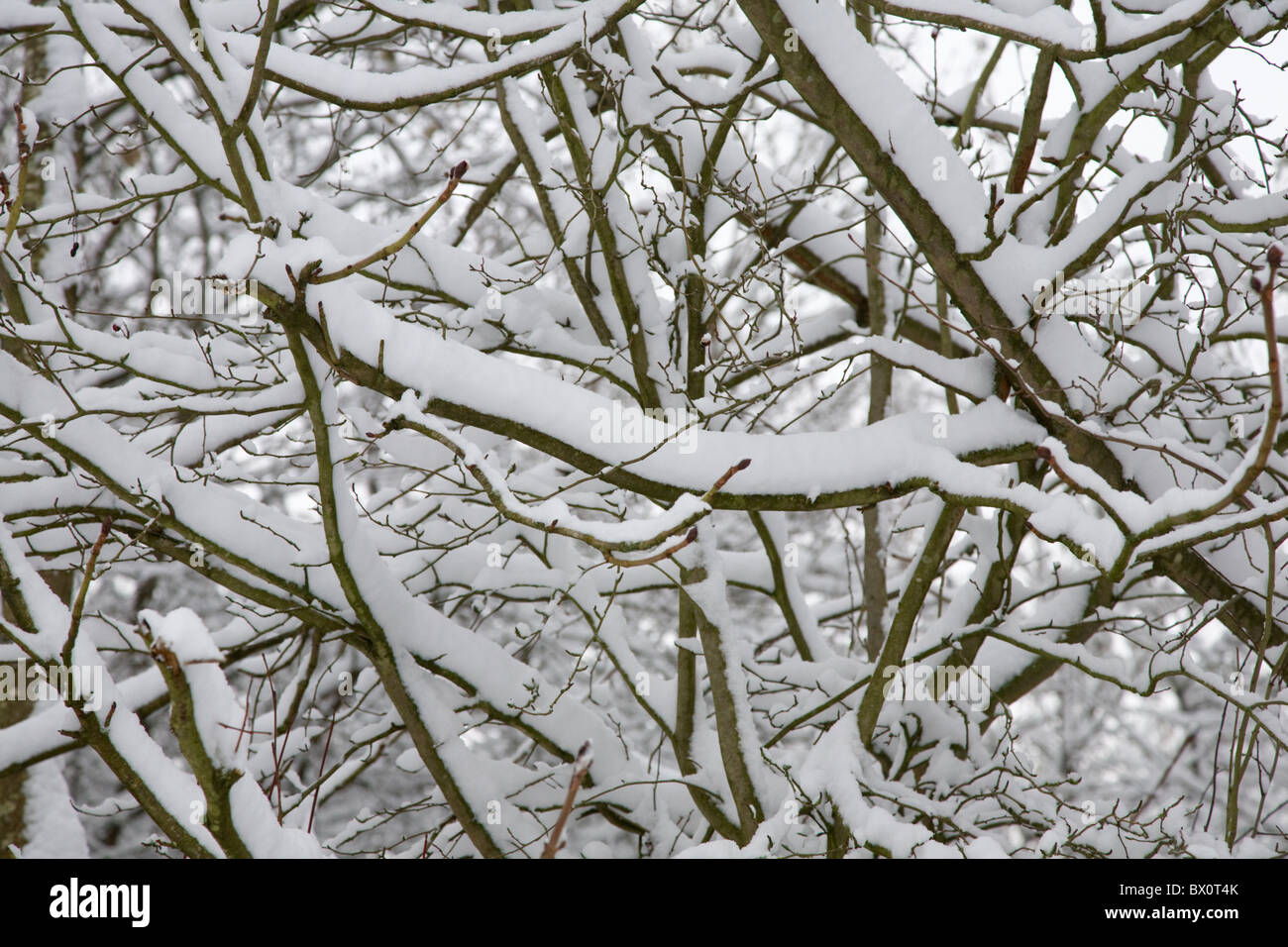Tree branches covered in snow Stock Photo